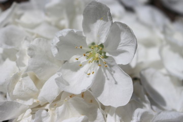 white Apple blossom on a background of white petals