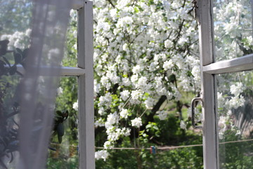 blooming Apple trees in an open window