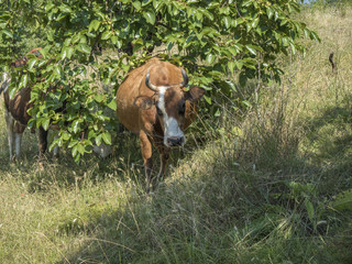 Cows sip on the green glade