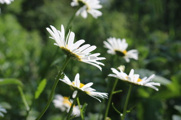 flowers of white daisies on a green background