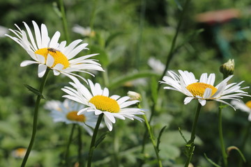 White daisies in the garden on a green blackboard 
