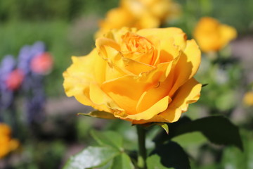 Yellow rose in the garden summer day 