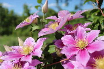 beautiful pink clematis flower сurling in the sky background
