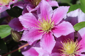 beautiful pink clematis flower сurling 