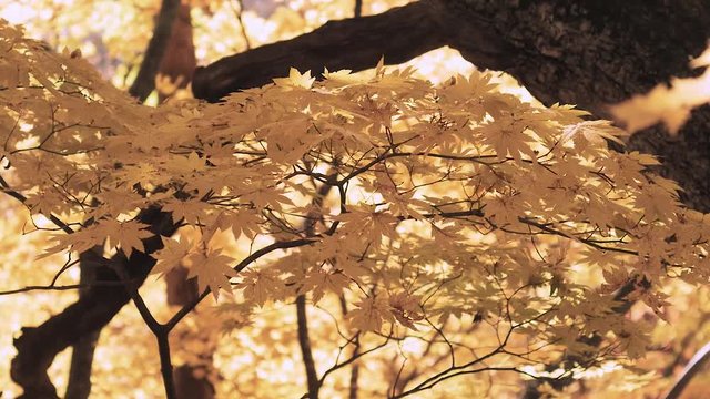 木漏れ日の森 紅葉 ６２ 晩秋のもみじ かえで
