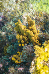 Underwater rocks and sponge. Rocky underwater life background.