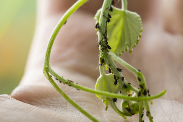 Infected leaf of a grepevine tree attaced by aphids in had of a man, close up. Agricultural pest