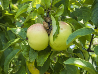 Apples grow on a tree in the garden