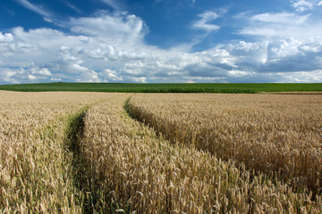 Wheat tracks and clouds in the sky