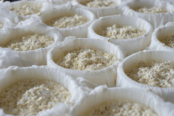 Cheese making process. Molds with semifinished for the production of cheese. Cheese ripening. Dairy industry. Selective focus
