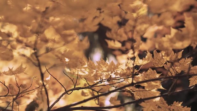 木漏れ日の森 紅葉 ６６ 晩秋のもみじ かえで