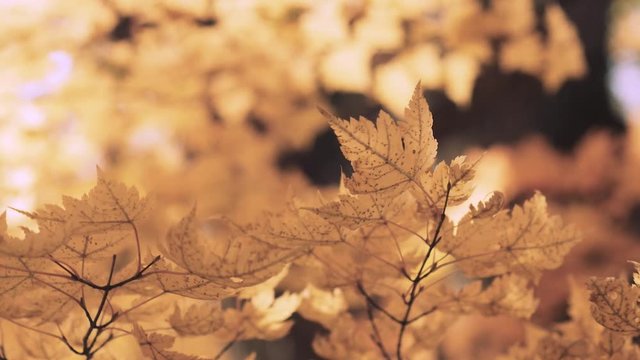 木漏れ日の森 紅葉 ６７ 晩秋のもみじ かえで