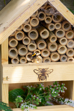 Bumblebee Or Bumble Bee In An Insect Hotel- House