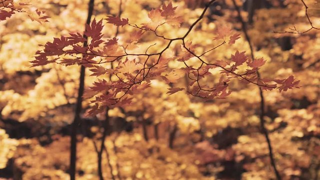木漏れ日の森 紅葉 ７２ 晩秋のもみじ かえで