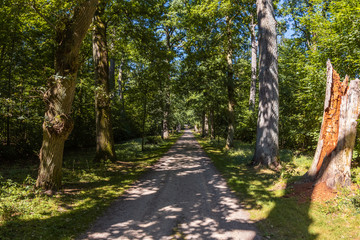 A beautiful old oak tree-lined walk in the Lauenburg Lakes Nature Park, Northern Germany
