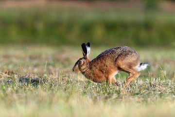 Obraz na płótnie Canvas Brown Hare running