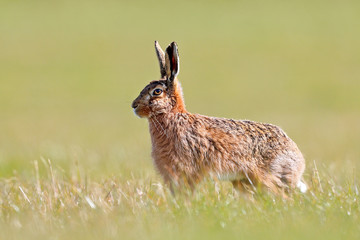 Brown Hare on the look out