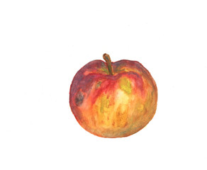 Apple on a white background, watercolor drawing