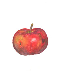 Apple on a white background, watercolor drawing