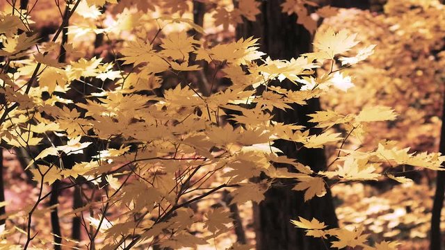 木漏れ日の森 紅葉 ７５ 晩秋のもみじ かえで