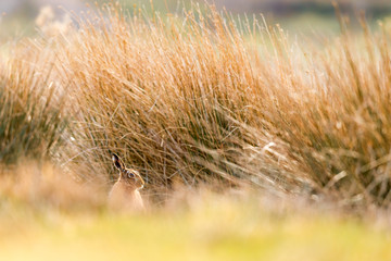 Brown Hare in long grasses © markmedcalf