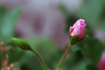 bud bud flower bud inflorescence Geranium Cranehorn close-up macro