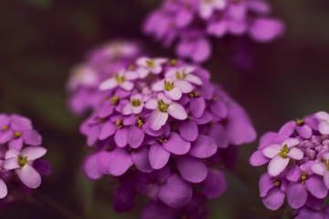 Fototapeta na wymiar Iberis iberis flower inflorescence purple close-up on a dark background