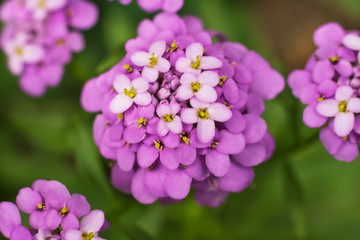 Naklejka na ściany i meble Iberis iberis flower inflorescence purple close-up on a dark background