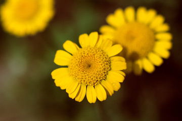 Cota tinctoria yellow daisy flower on a dark background