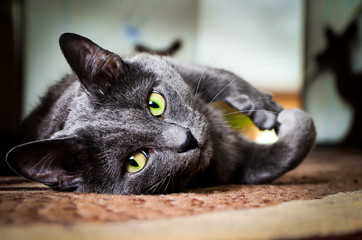 gray cat