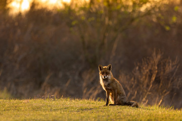 Red Fox in Countryside