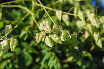 Cape gooseberry,Fresh Cape Gooseberry Physalis peruviana Fruit on Its Tree,Cape gooseberry in the garden.