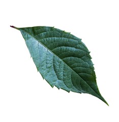 Green leaf of wild grapes on white background