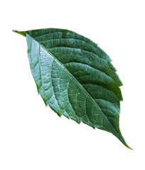 Green leaf of wild grapes on white background