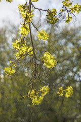 maple blossom in spring