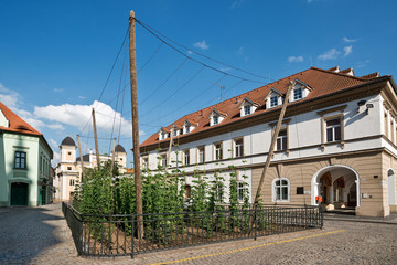 Fototapeta na wymiar The smallest hop field in the world in Zatec town. Czech Republic.