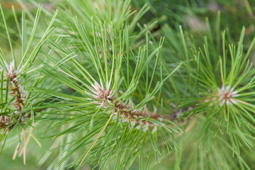 Needles of pine on a sunny day, background of pine needles.