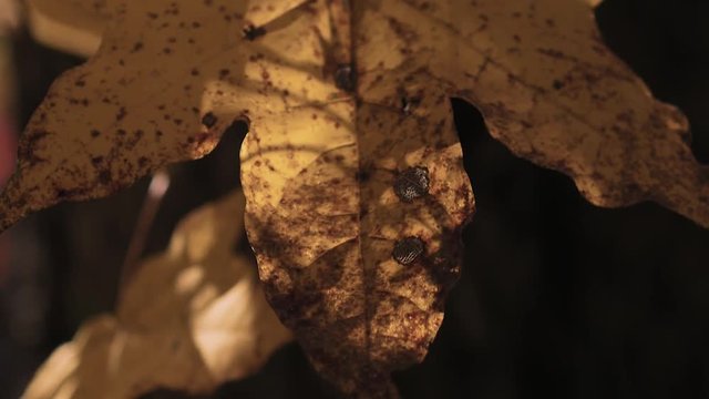木漏れ日の森 紅葉 ８３ 晩秋のもみじ かえで