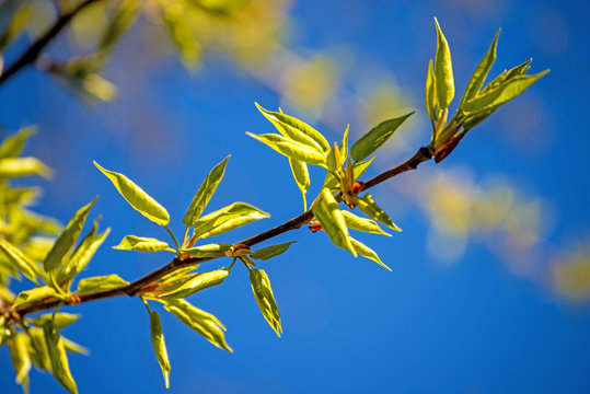 tree leaves in spring with a blue sky