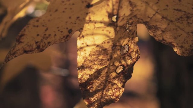 木漏れ日の森 紅葉 ８４ 晩秋のもみじ かえで