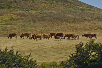 Bovini al pascolo sul monte nerone