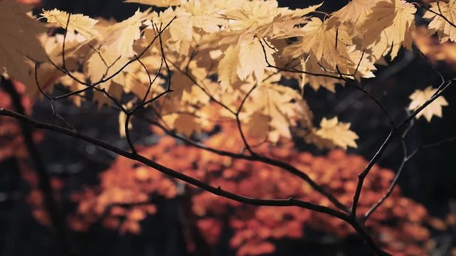 木漏れ日の森 紅葉 ８５ 晩秋のもみじ かえで