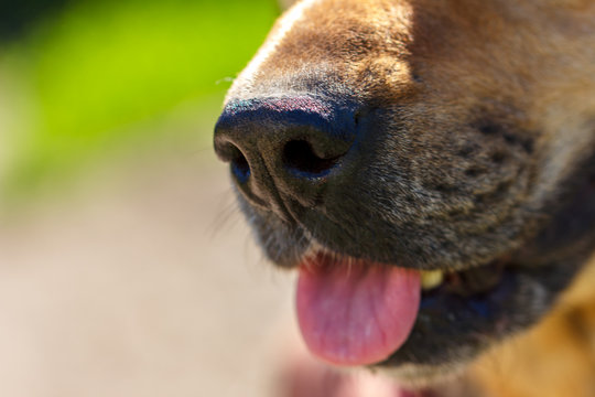 close-up of the muzzle of a domestic dog nose eyes