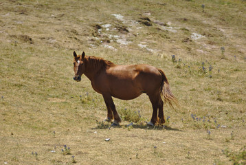 Fototapeta premium Cavallo allo stato brado sui pascoli del monte nerone