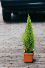 small fir tree in front of the wheels and exhaust pipe of a car