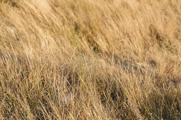 Dry grass on yellow sand on a sunny day.