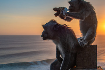 Obraz na płótnie Canvas Two Monkey near ocean, one Eating soft toy at sunrise. Sunset at uluwatu temple in southern Bali. Wildlife.