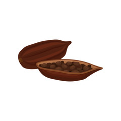 Cocoa bean, healthy natural product vector Illustration on a white background