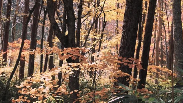 木漏れ日の森 紅葉 ９１ 晩秋のもみじ かえで ブナ