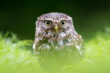 Little Owl portrait